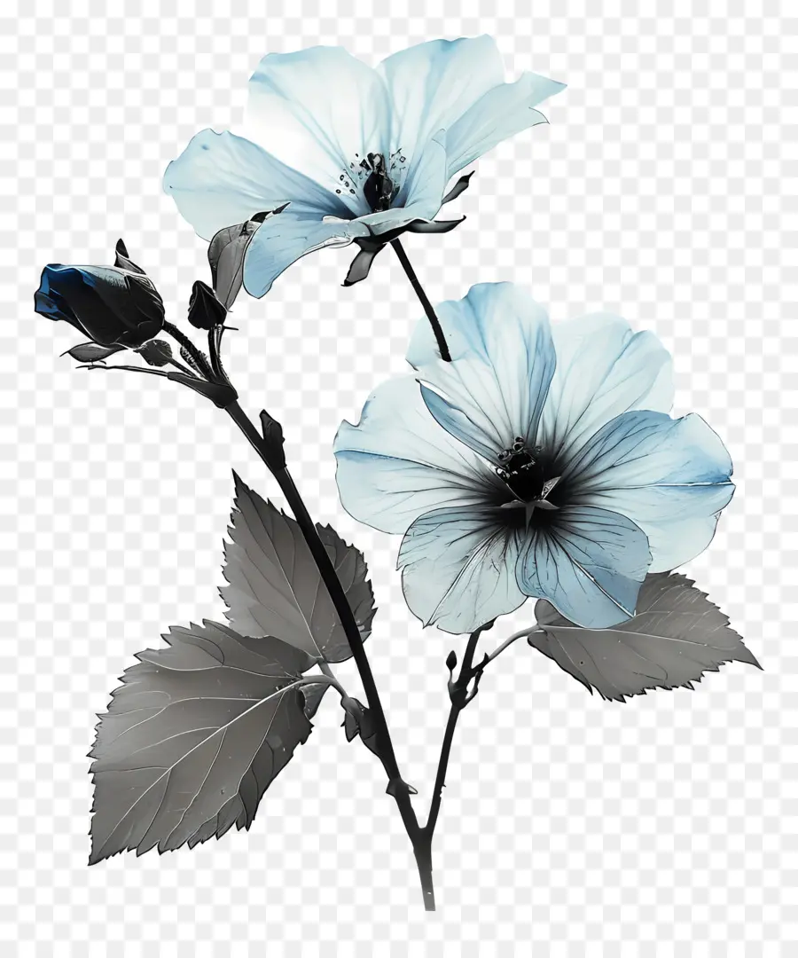 Fleur Bleue，Fleurs PNG