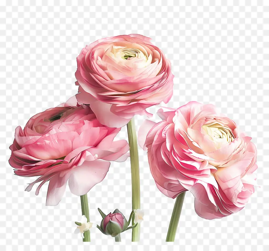 Joyeux Anniversaire Maman，Roses PNG