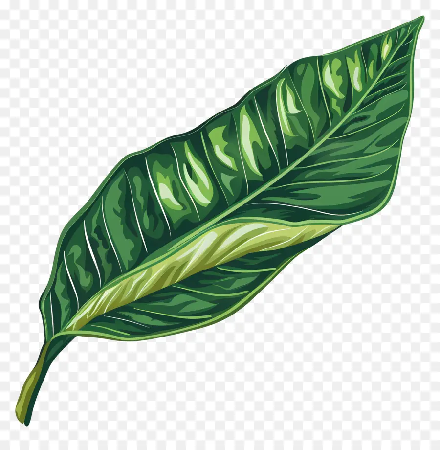 Feuille De Mangue，Feuille Verte PNG