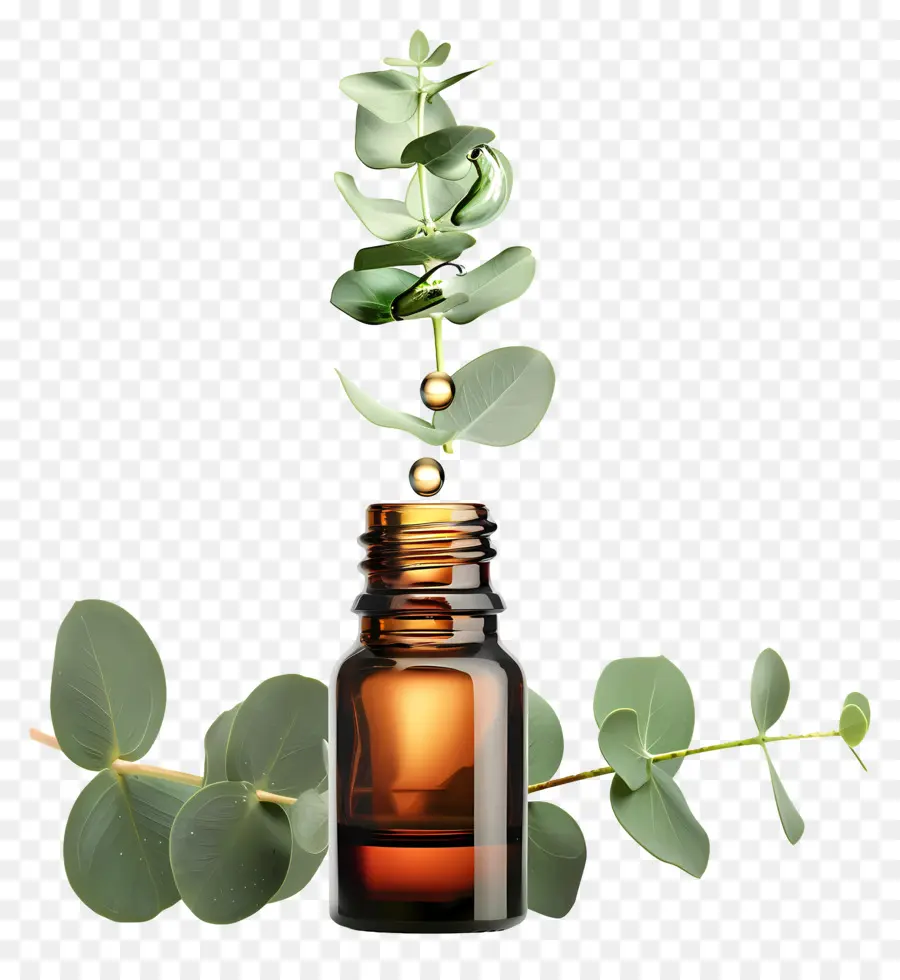 L'huile Essentielle De，L'huile D'eucalyptus PNG