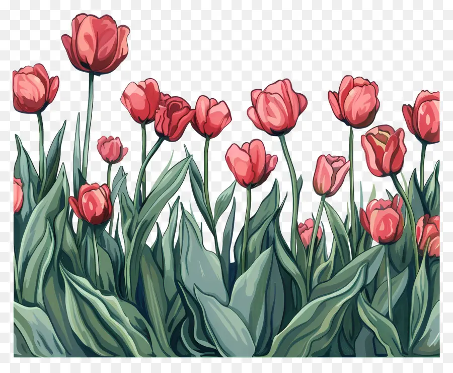 Fond De Champ Tulipes，Tulipes Roses PNG