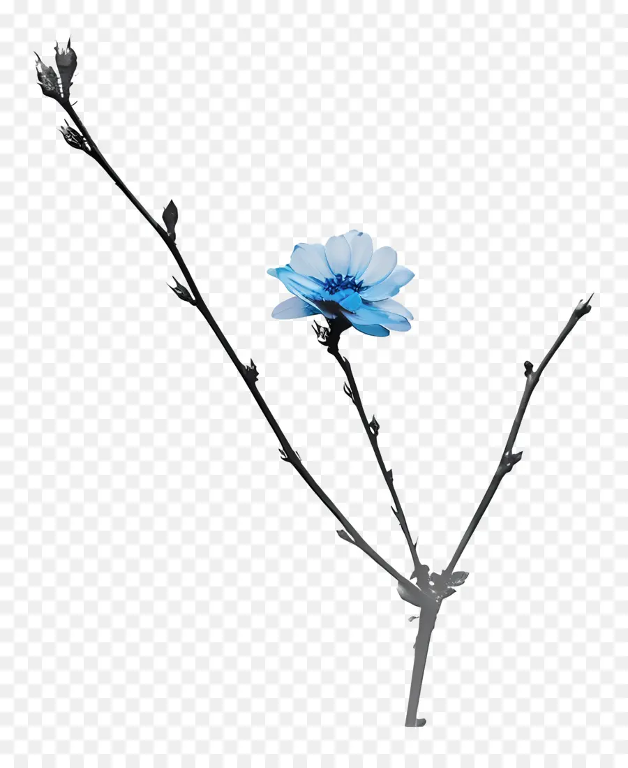 Fleur Bleue，Brindille PNG