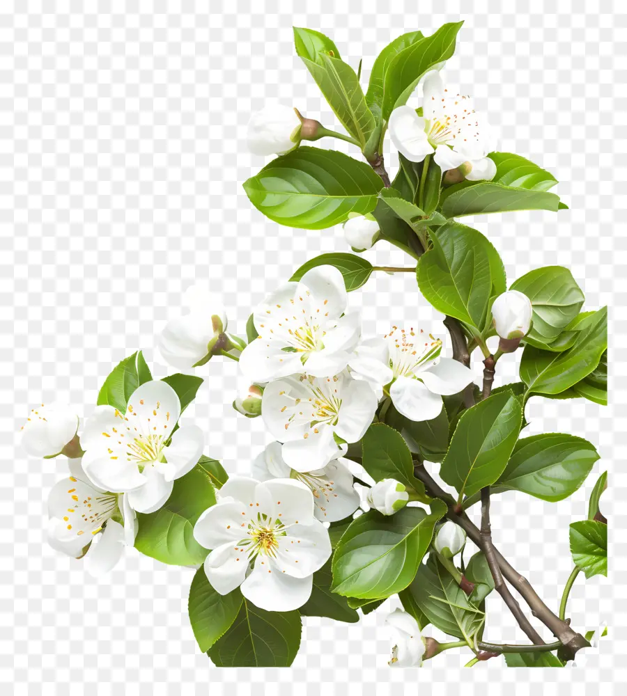 Heureuse FÊte Des MÈres，Fleurs Blanches PNG