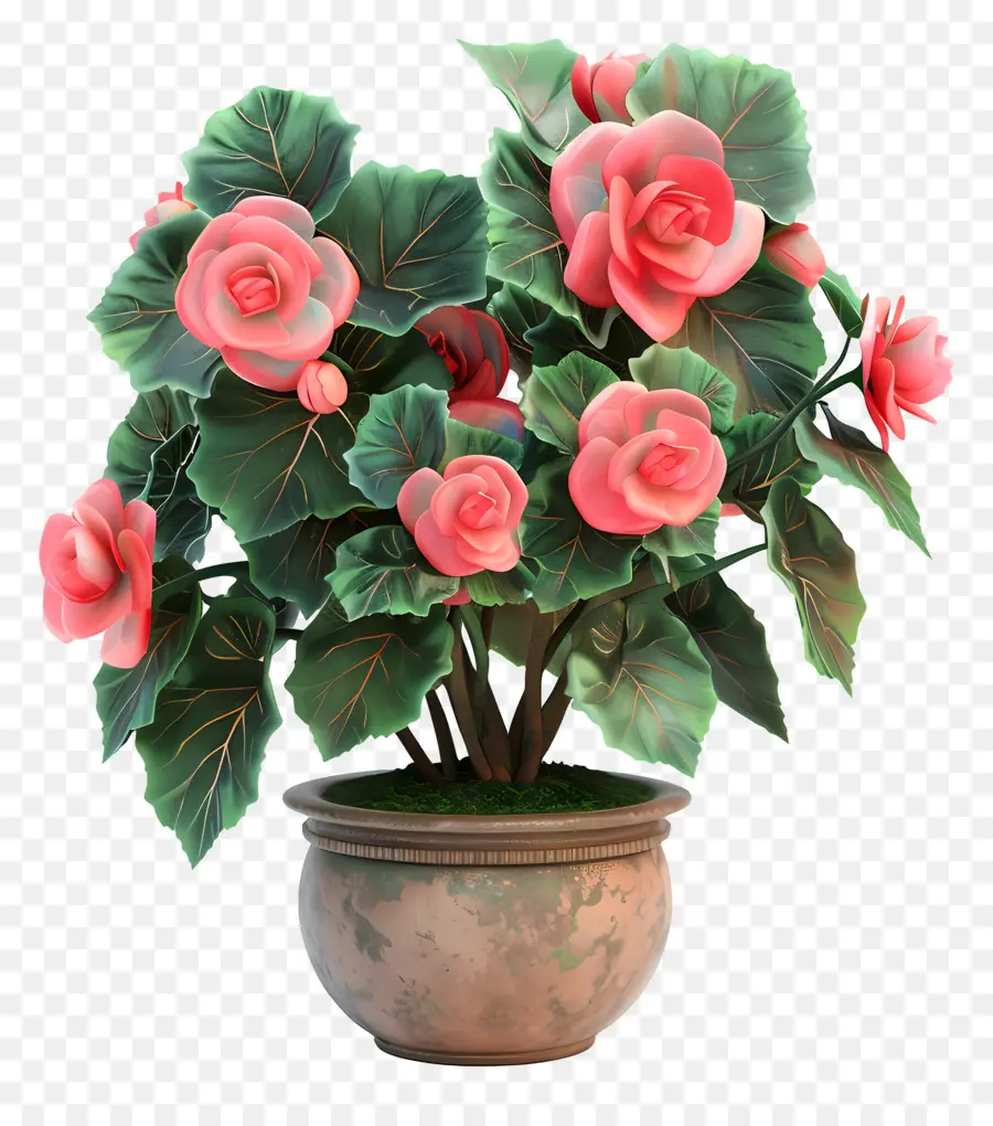 Fleur De Bégonias En Pot，Fleurs Roses PNG