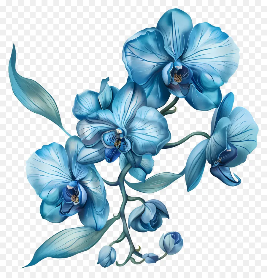 Orchidées Bleues，Fleurs Bleues PNG