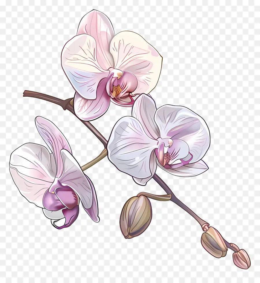 Les Orchidées，Fleurs Roses PNG