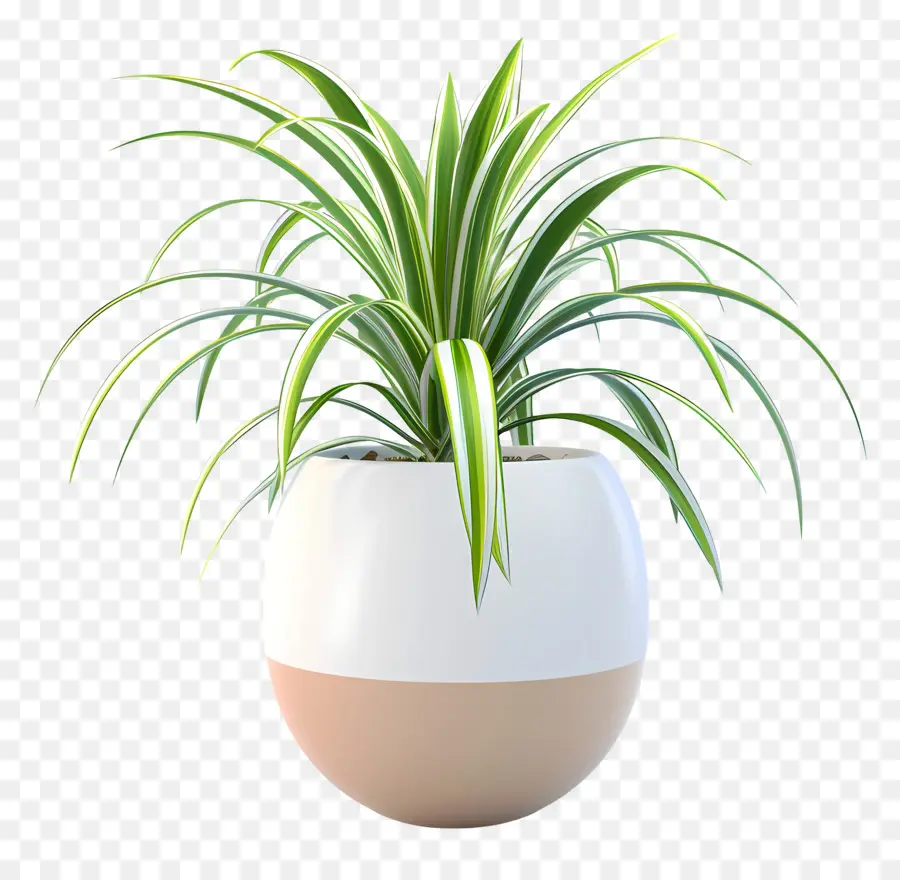 Plante Araignée En Pot，Plante En Pot PNG