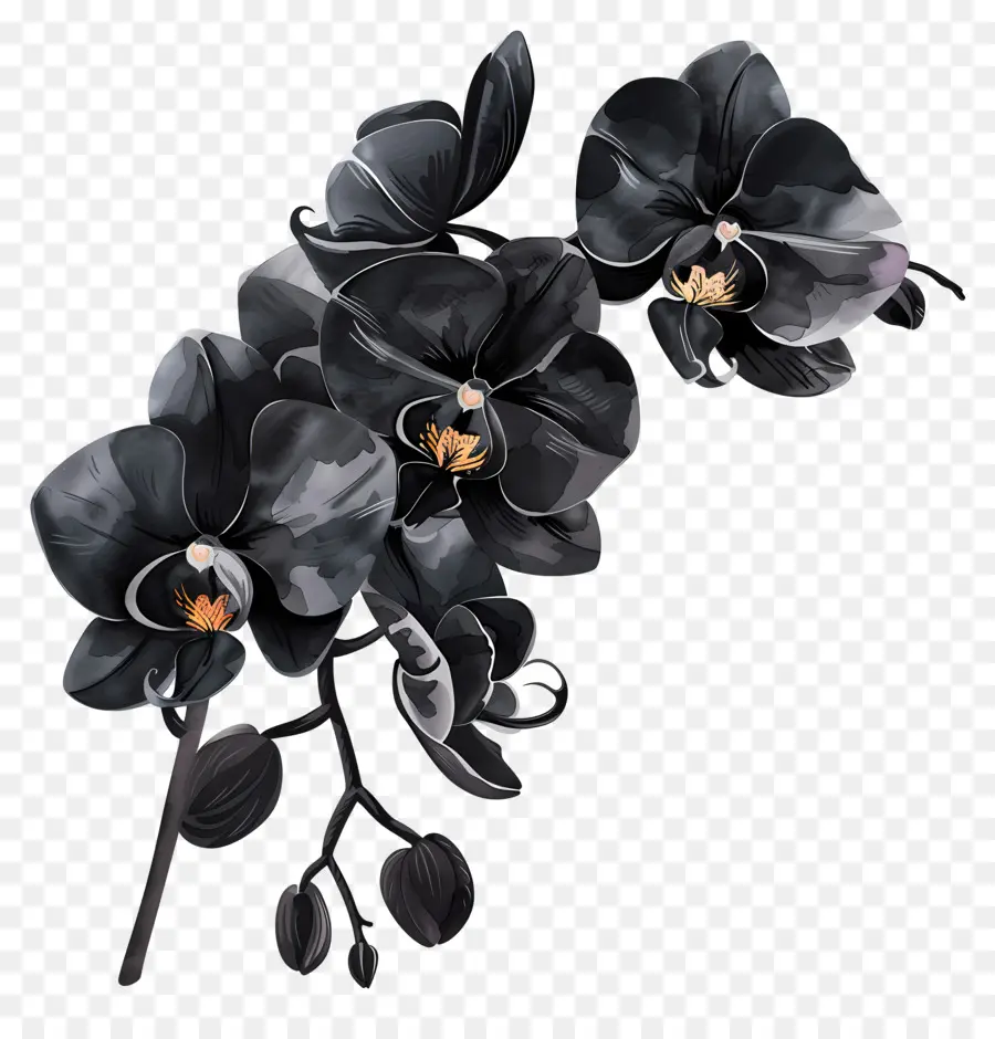 Orchidées Noires，Usine PNG