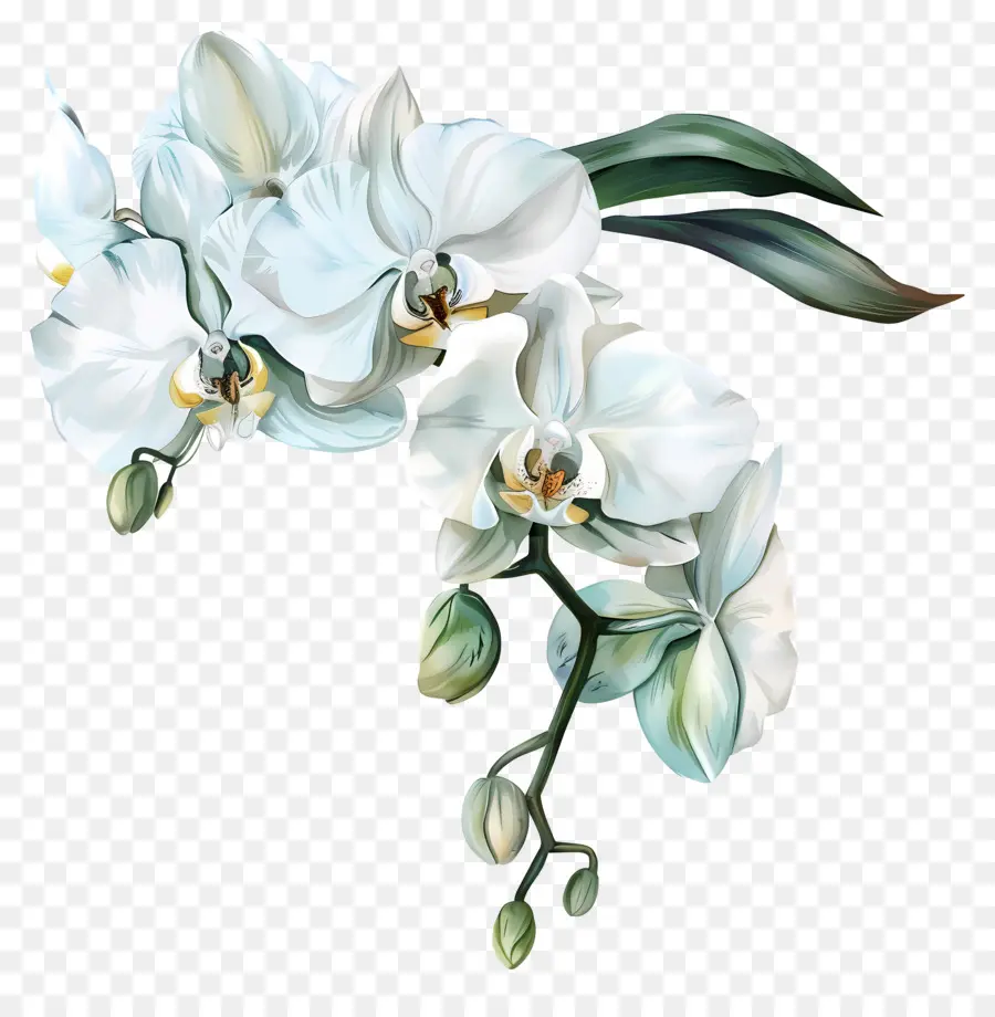 Orchidées Blanches，L'orchidée Blanche PNG