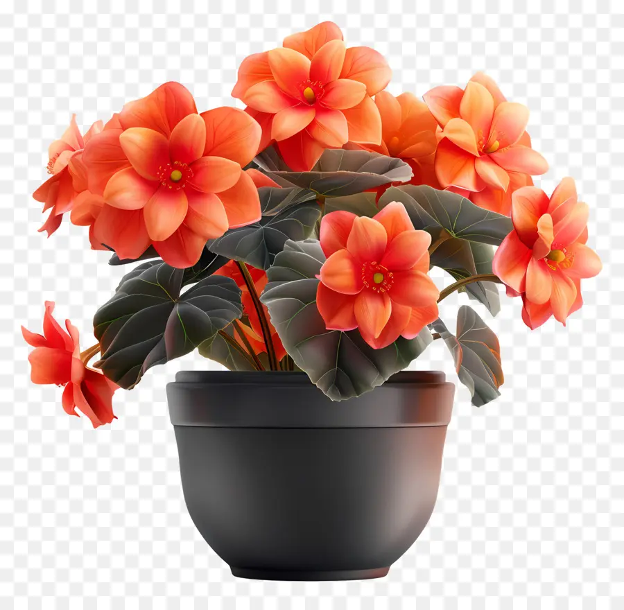 Fleur De Bégonias En Pot，Plante à Fleurs Bractées Orange PNG