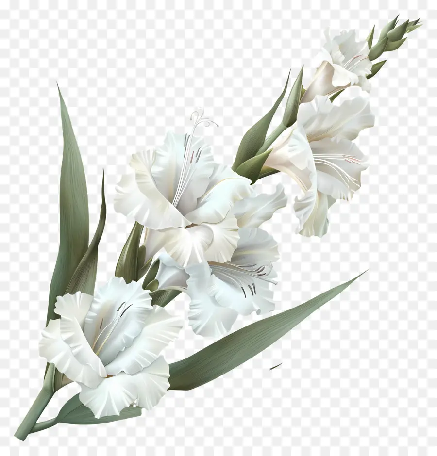 Glaïeri Blancs，Fleurs Blanches PNG