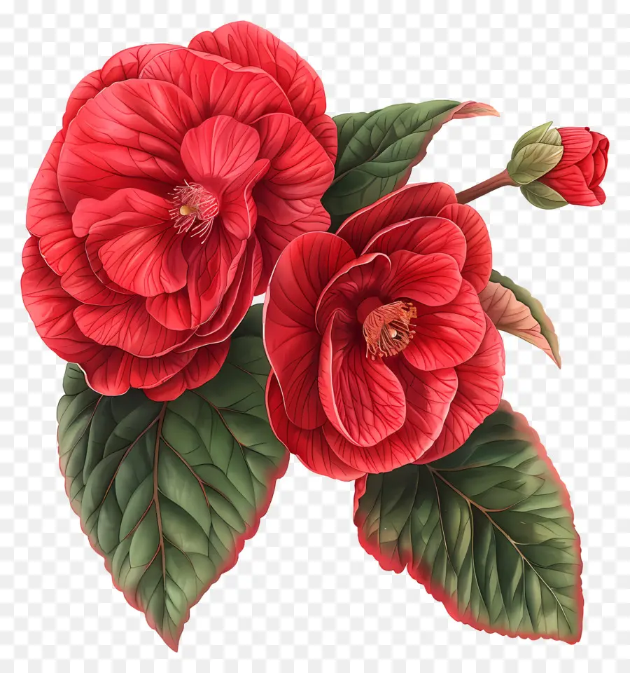 Fleur De Bégonia，Fleurs Rouges PNG