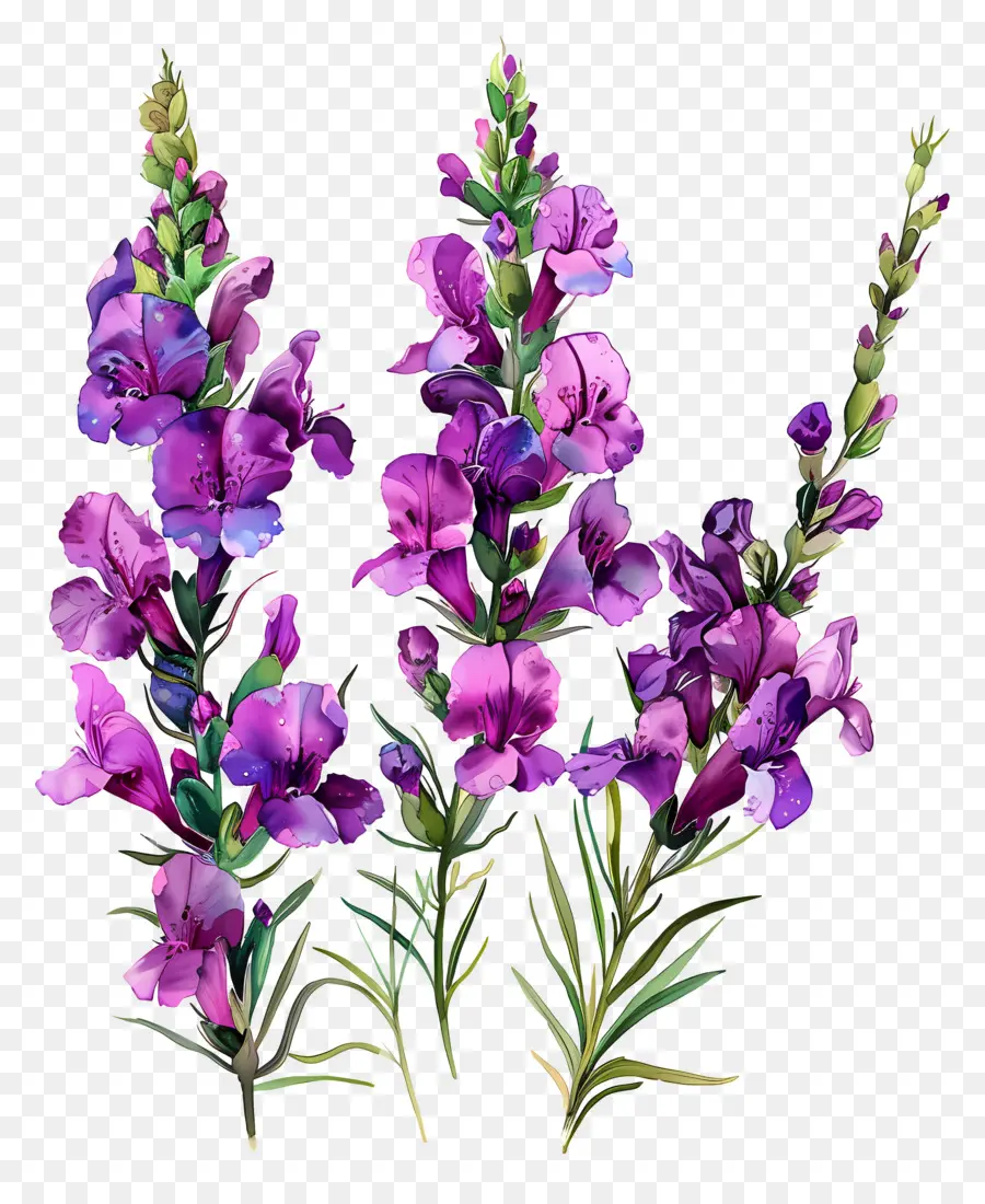 Fleurs De Snapdragons Violets，Lupins PNG
