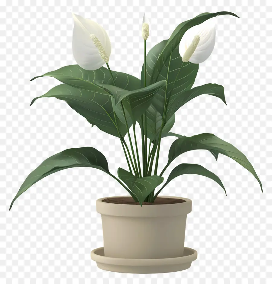 Lys De La Paix En Pot，Plante à Fleurs Blanches PNG