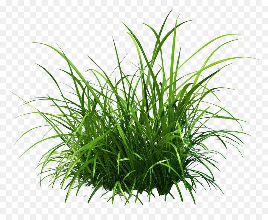 Herbe，L'herbe Verte PNG