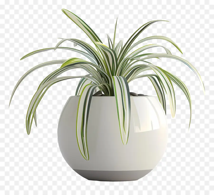 Plante D'araignée En Pot，Pot En Céramique Blanc PNG