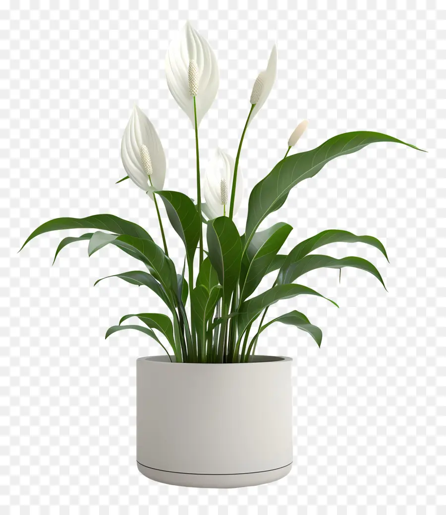 Lys De La Paix En Pot，Plante à Fleurs Blanches PNG