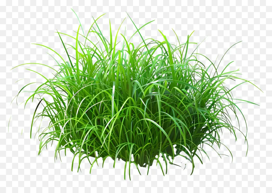 Buisson D'herbe，Herbe Verte PNG