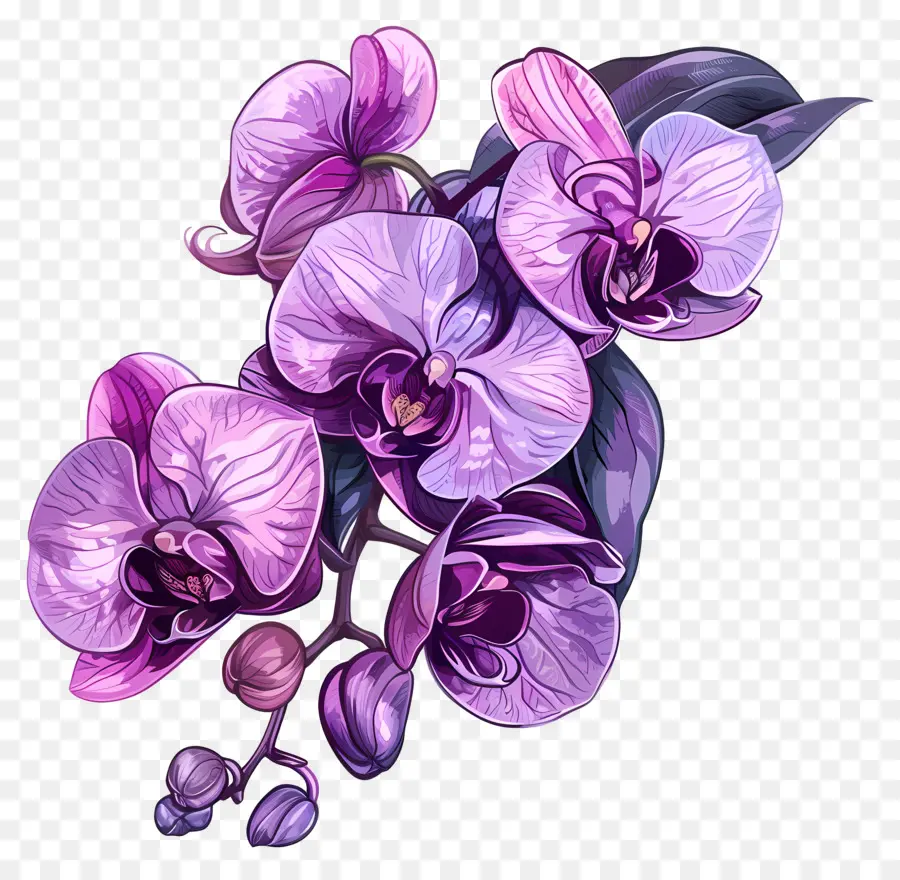 Orchidées Violettes，Orchidée Rose PNG