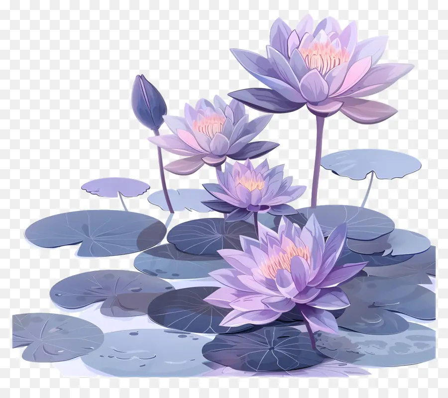 Nénuphars Violets，Lotus Violet PNG