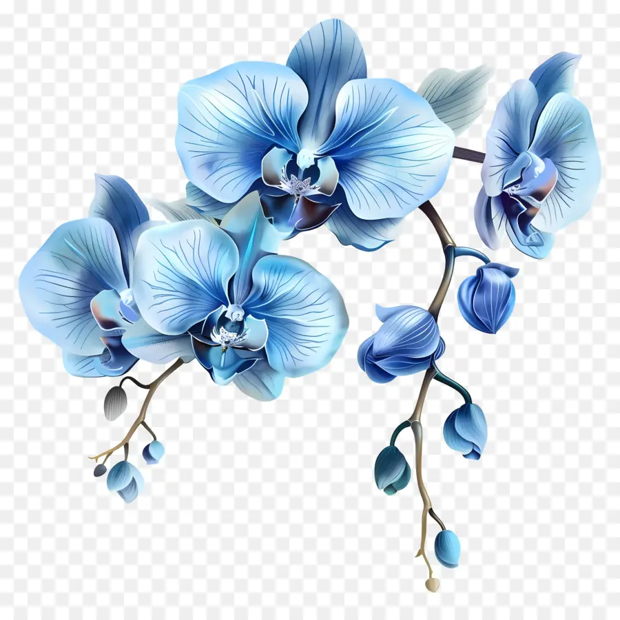 Orchidées Bleues，Pétales PNG