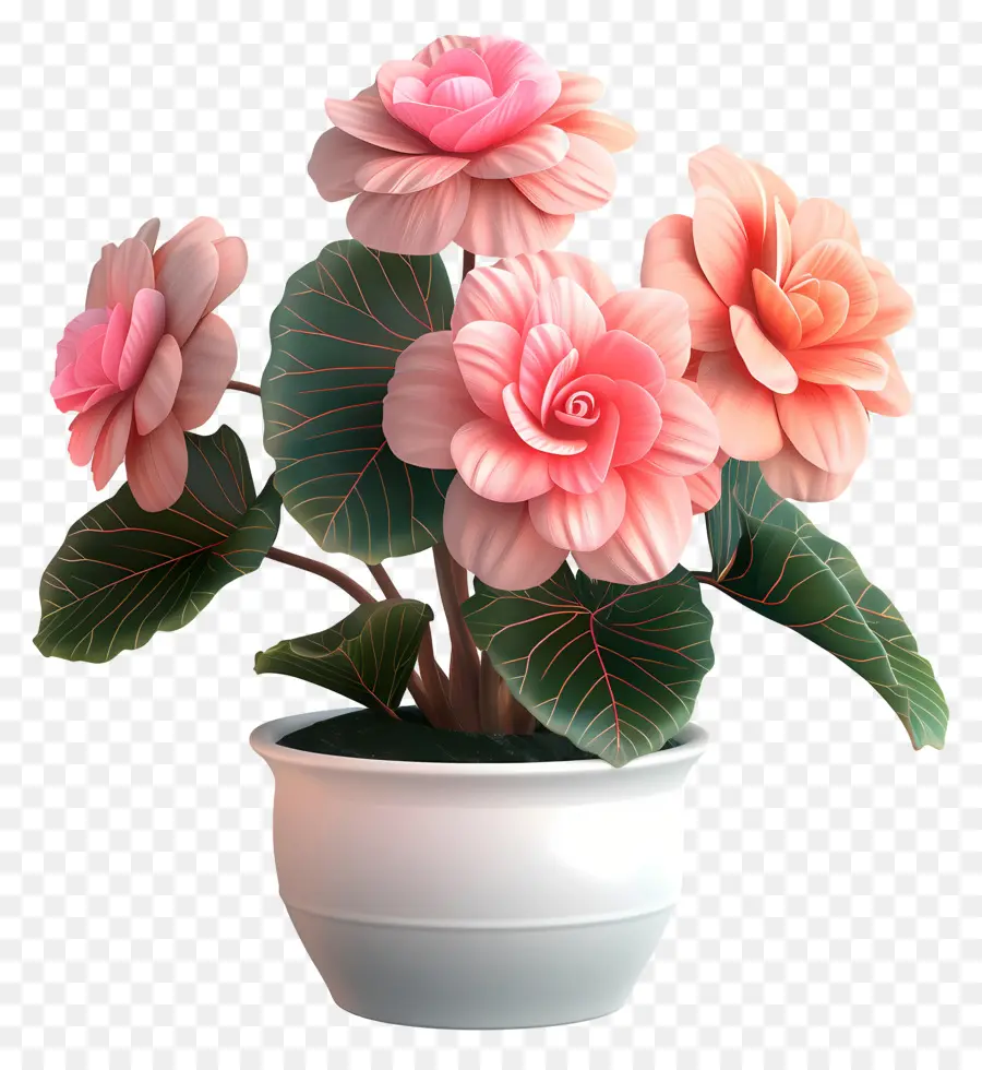 Fleur De Bégonias En Pot，Echeverias Rose PNG
