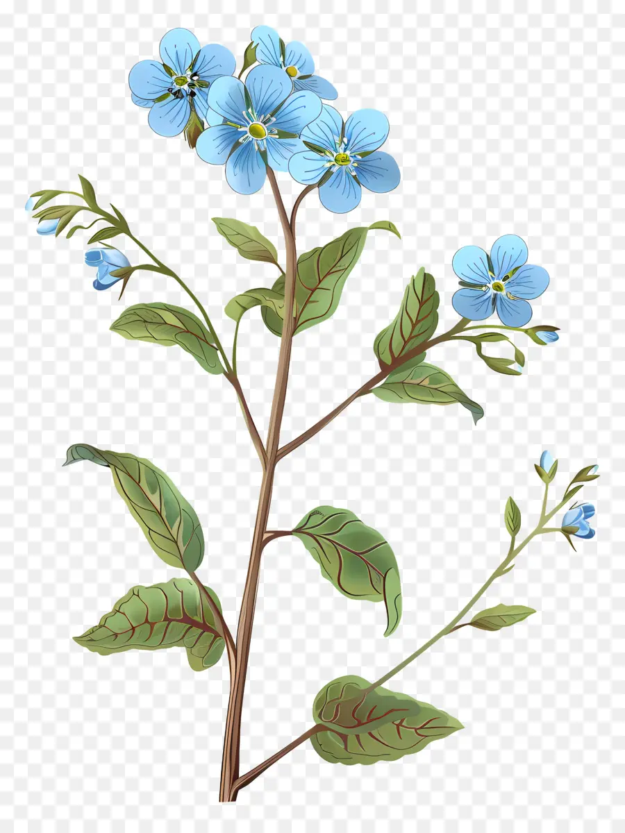 M'oublie Pas De Fleurs，Petite Fleur Bleue PNG