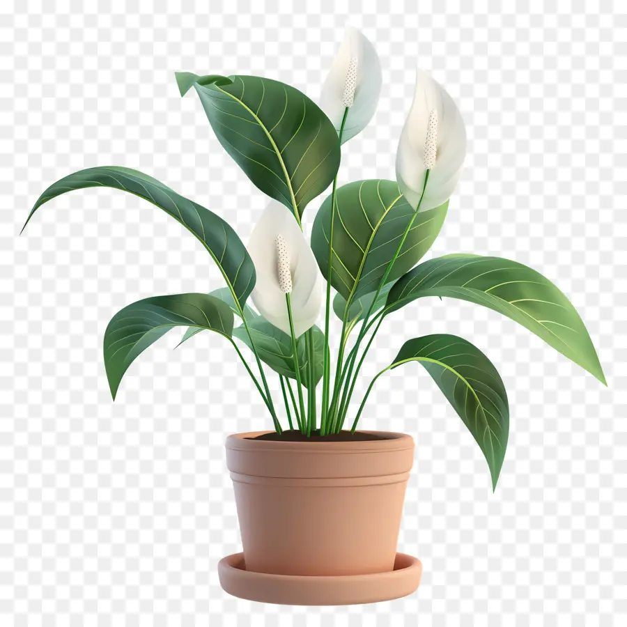 Paix En Pot Lily，Plante De Lys De Paix PNG