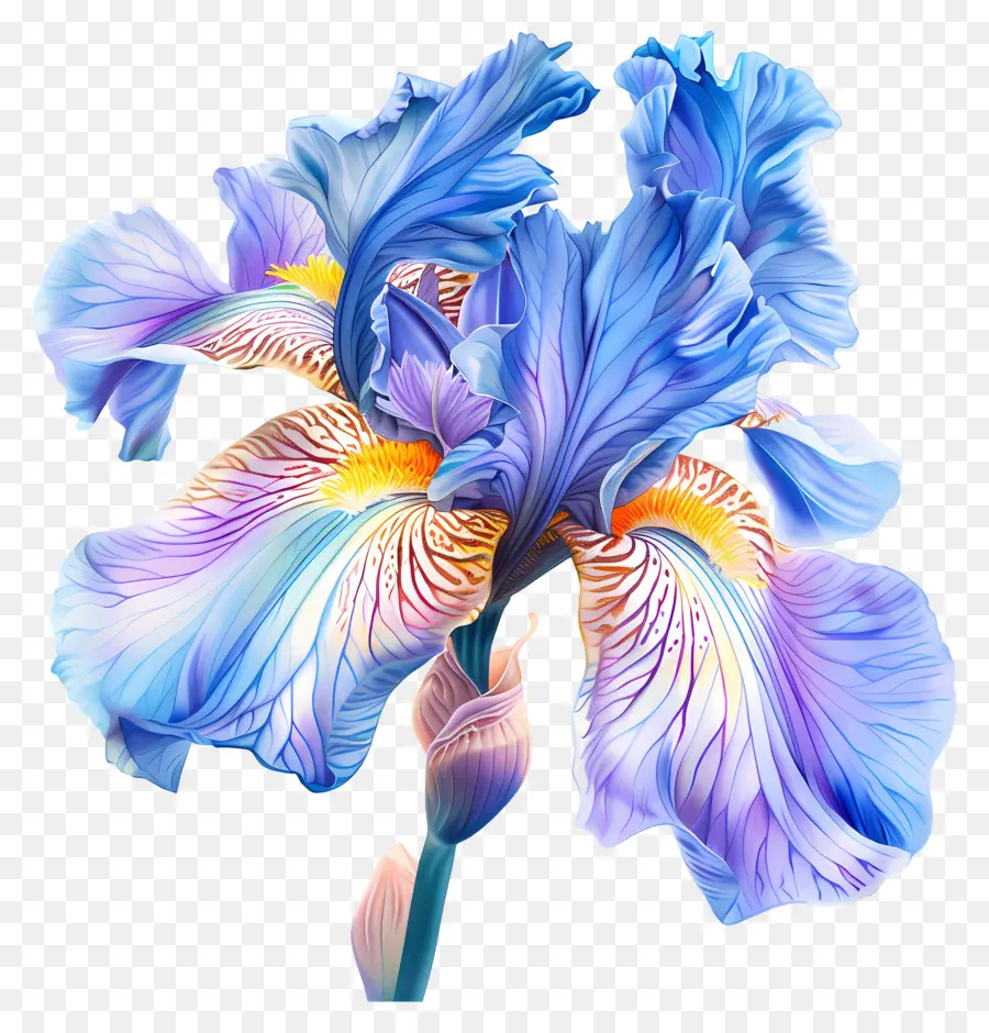 Iris Fleur，Blue Iris Fleur PNG