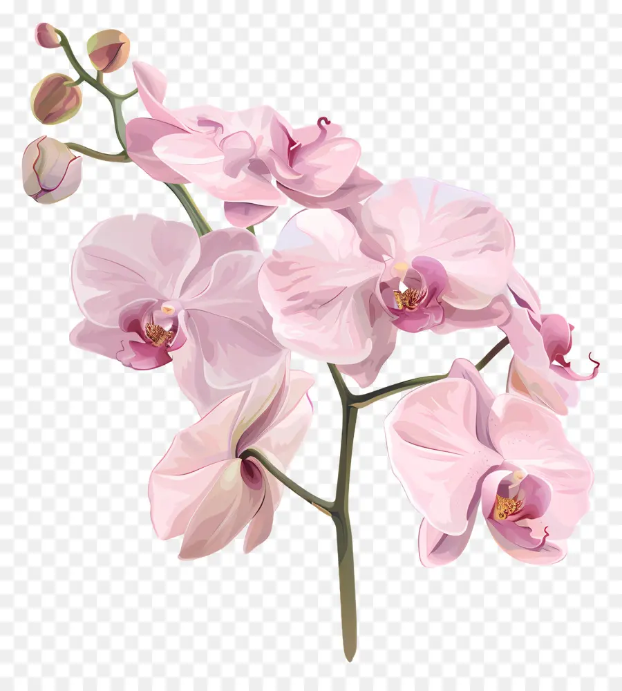 Les Orchidées，Orchidées Roses PNG