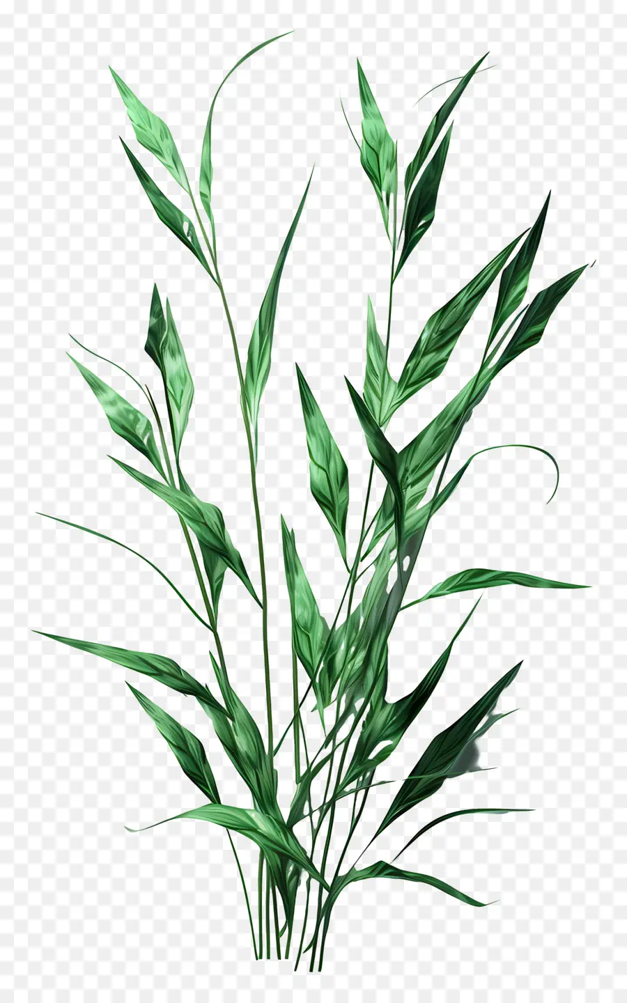 L'herbe，Plante Verte PNG