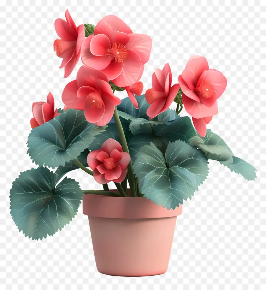 Fleur De Bégonias En Pot，Fleurs Baelan Roses PNG