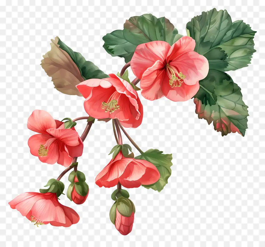 Bégonias，Hibiscus Rose PNG