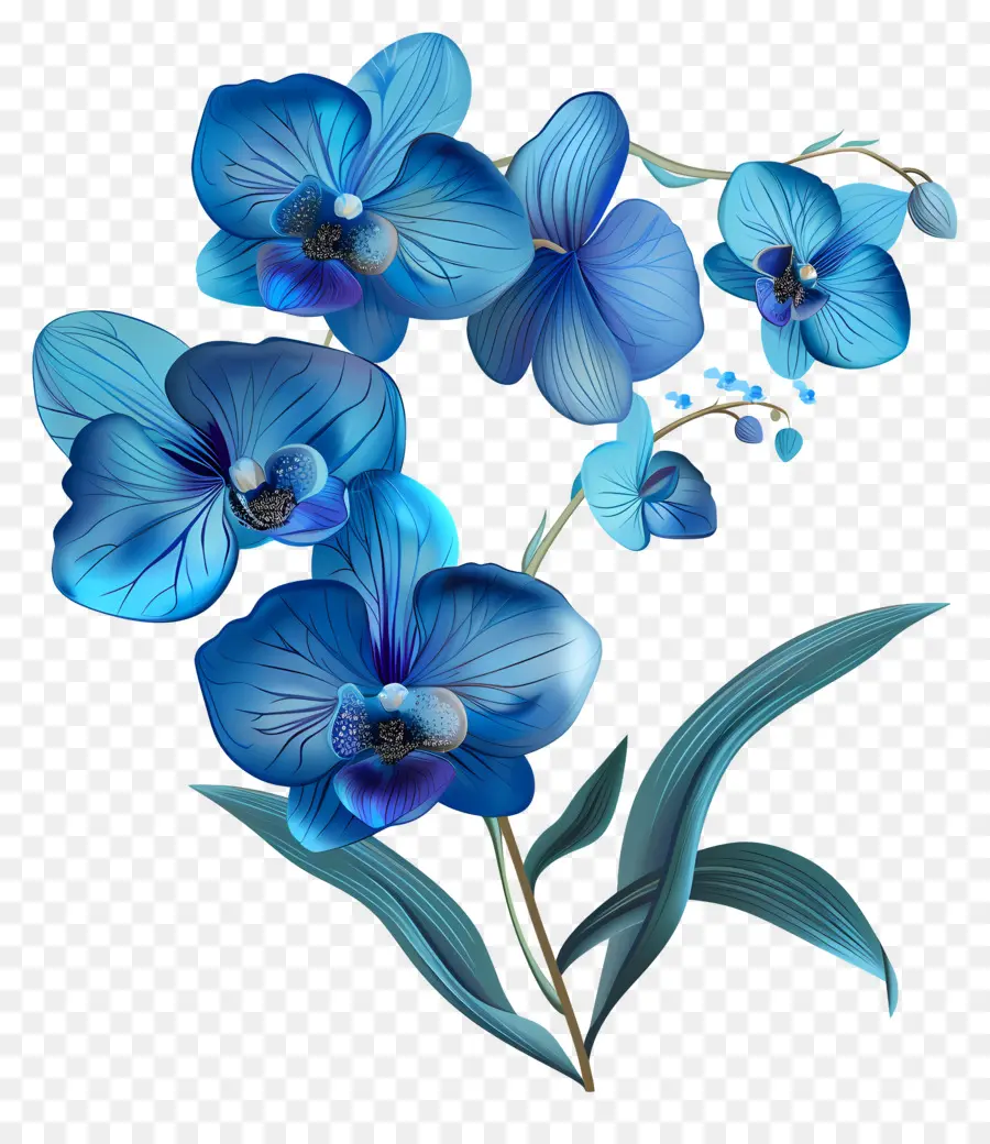 Bleu Orchidées，Bouquet PNG