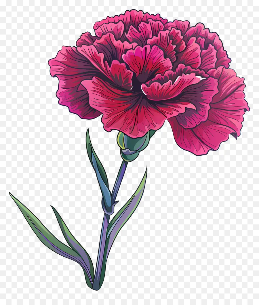 Oeillet Fleur，Oeillet Rose PNG