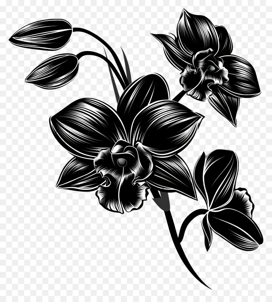 Orchidées Noires，Orchidée PNG