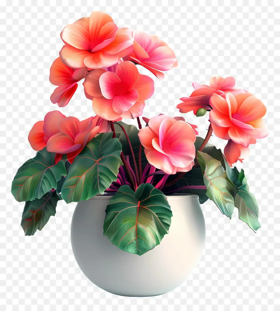 Fleur De Bégonias En Pot，Plante En Pot PNG