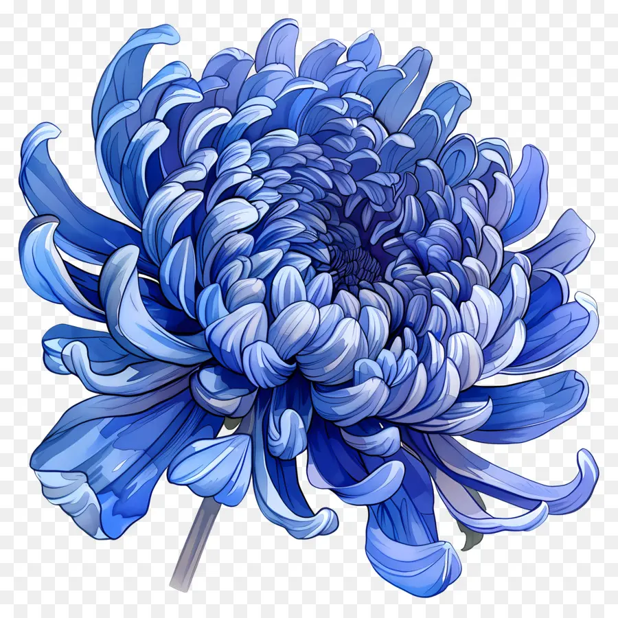 Bleu Chrysanthème，Fleur PNG