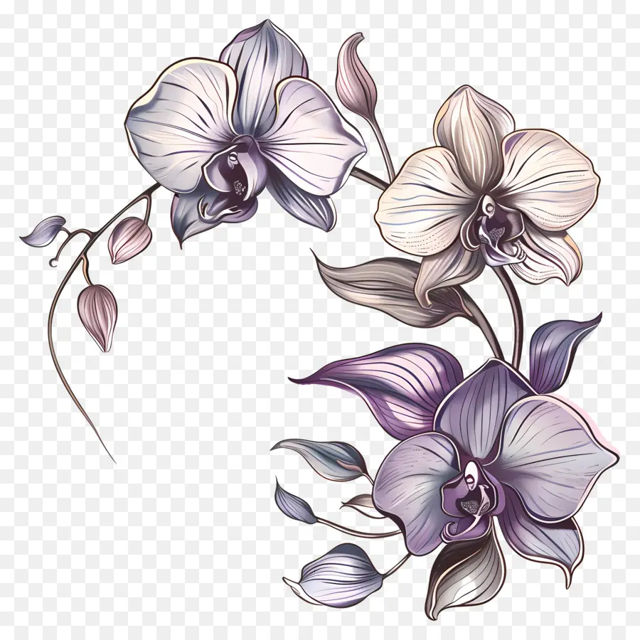 Les Orchidées，Fleurs PNG