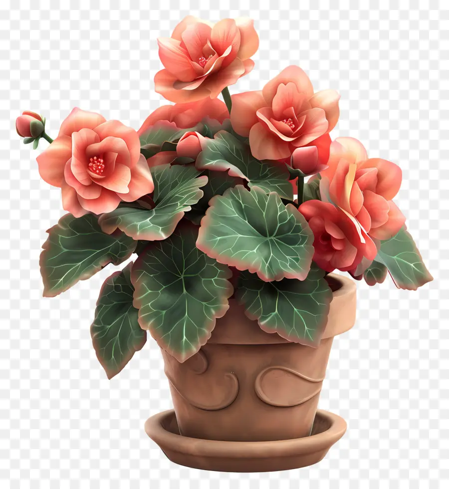 Fleur De Bégonias En Pot，Plante En Pot PNG