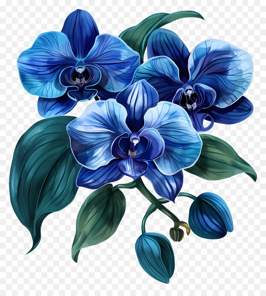 Bleu Orchidées，Orchidée PNG
