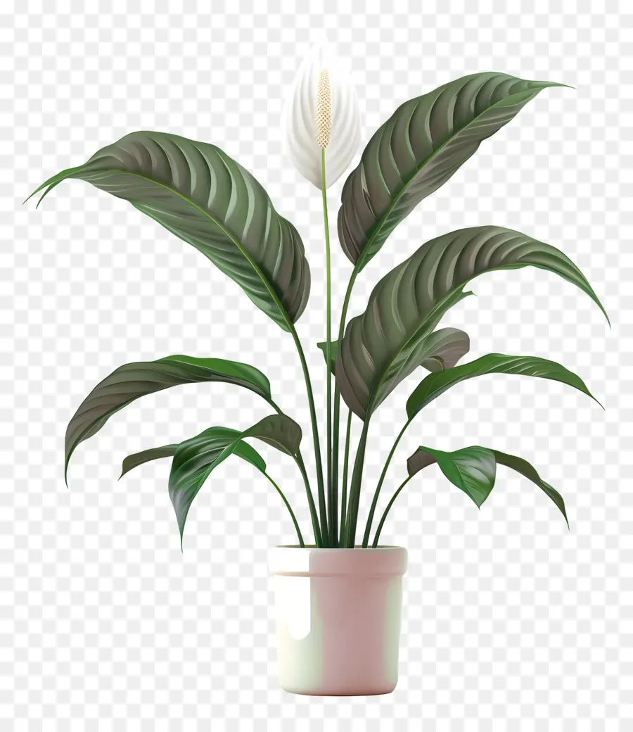 Paix En Pot Lily，Plante D'intérieur PNG
