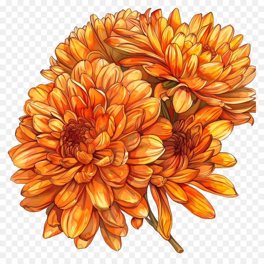 Orange Chrysanthème，Les Chrysanthèmes PNG