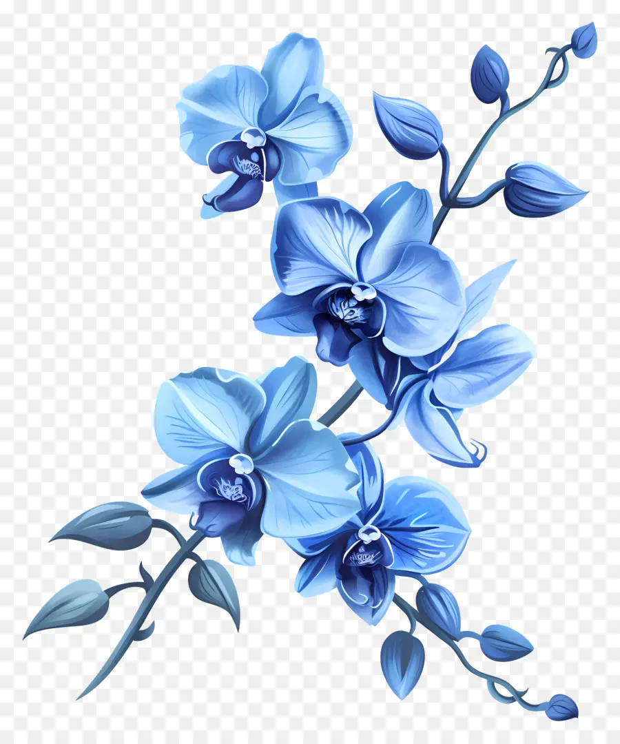 Bleu Orchidées，Bouquet PNG