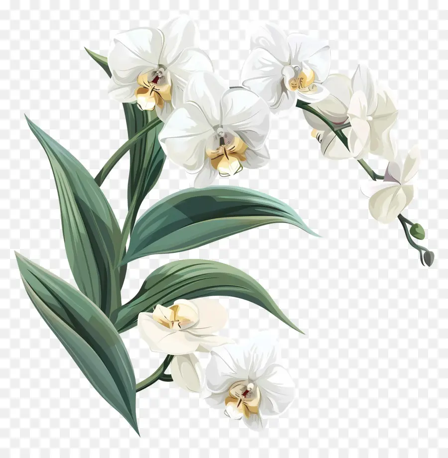 Orchidées Blanches，Les Orchidées PNG