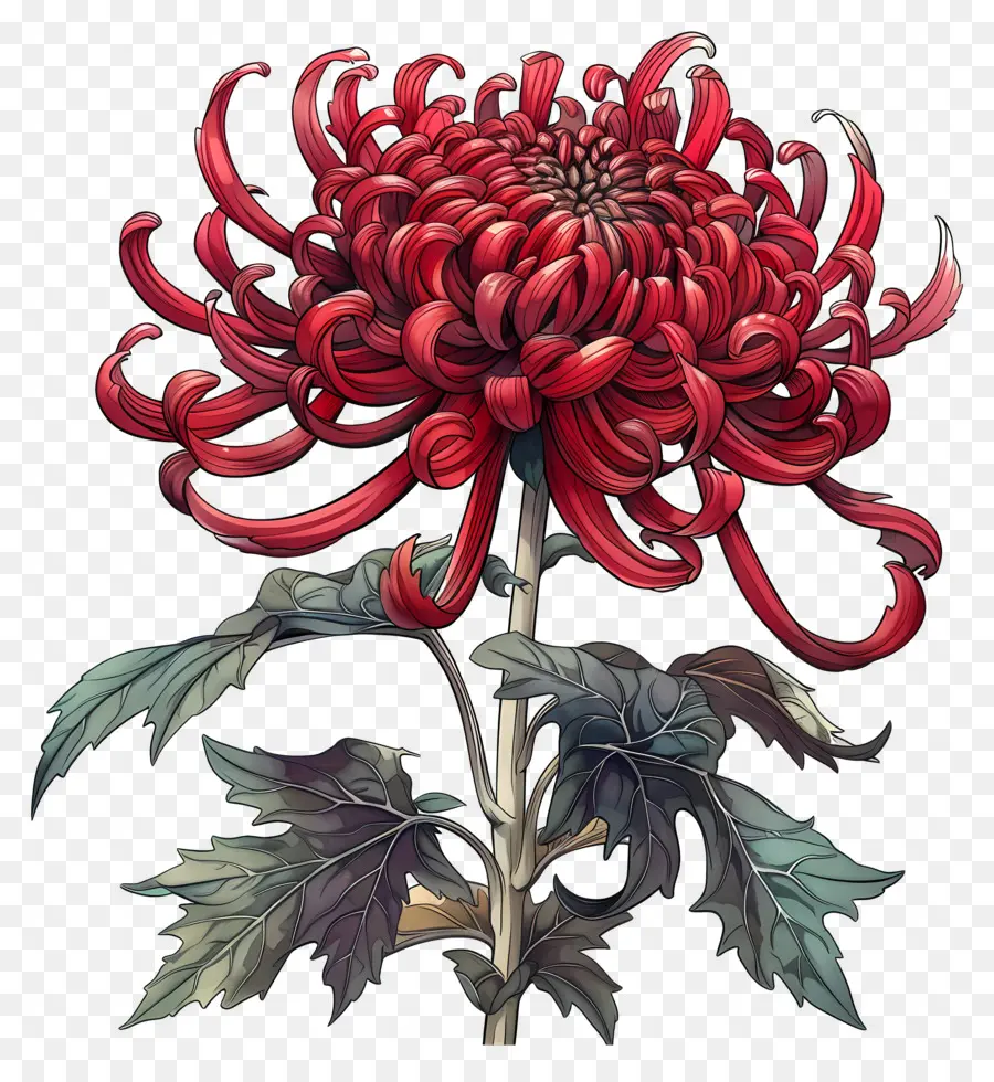 Chrysanthème Rouge，Fleurir PNG