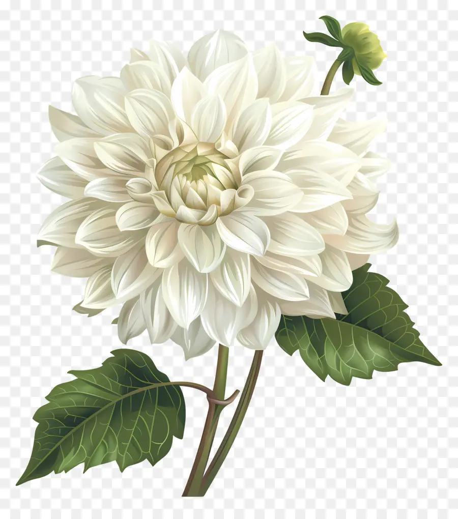 Dahlia Fleur，Fleur Blanche PNG
