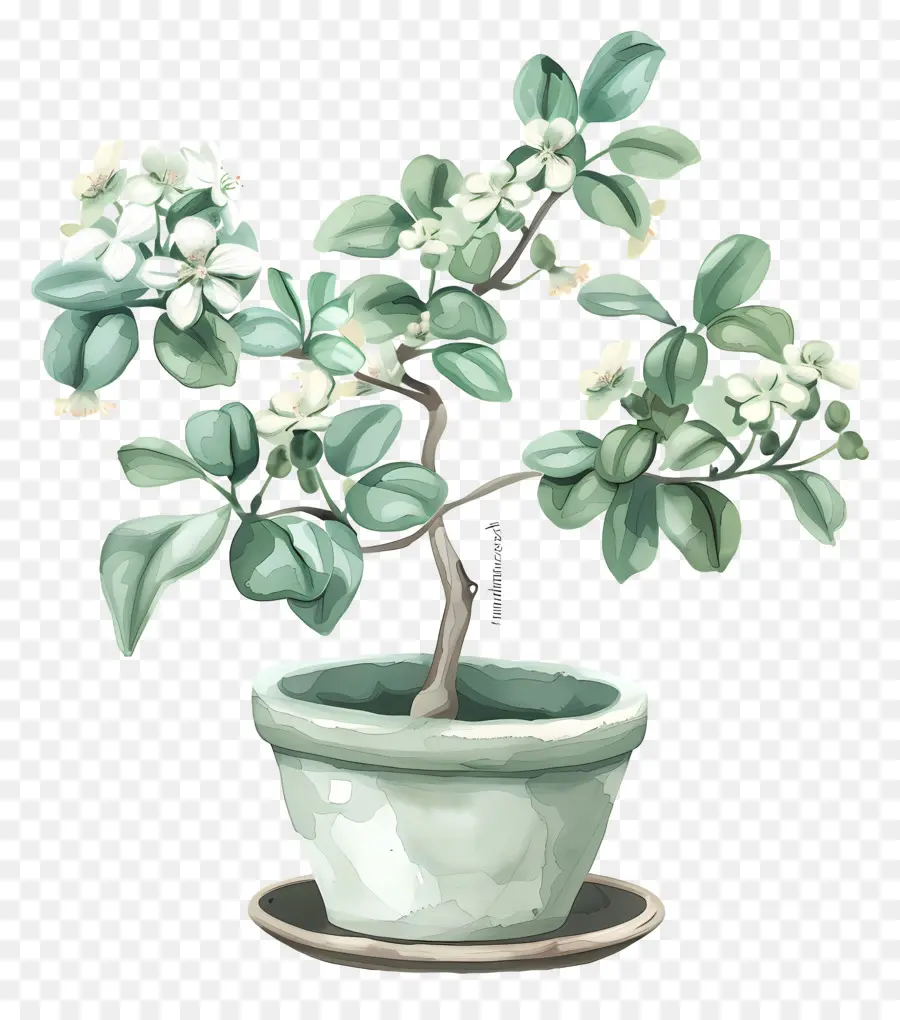 Fleur De Jade En Pot，Peinture à L'aquarelle PNG