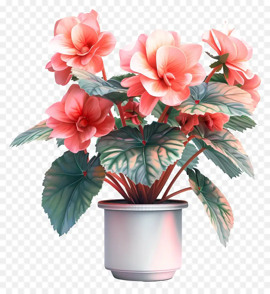 Fleur De Bégonias En Pot，Baume Rose PNG