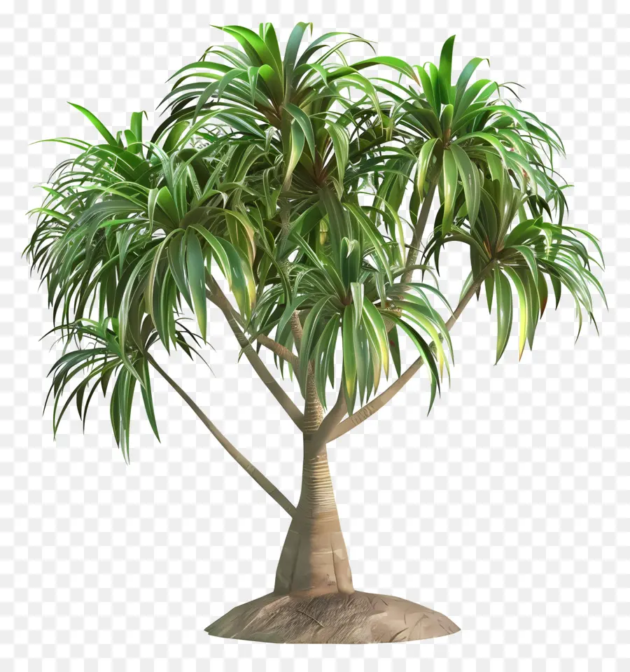 Huile De Palme，Plante Verte PNG
